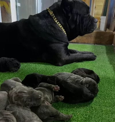 Cane Corsolar Safkan Yavrular