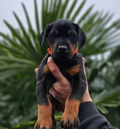 Hırs Kupleri Doberman Yavrular