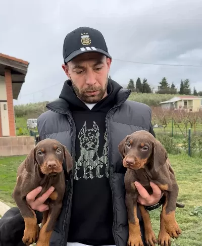 Secereli Doberman Yavruları
