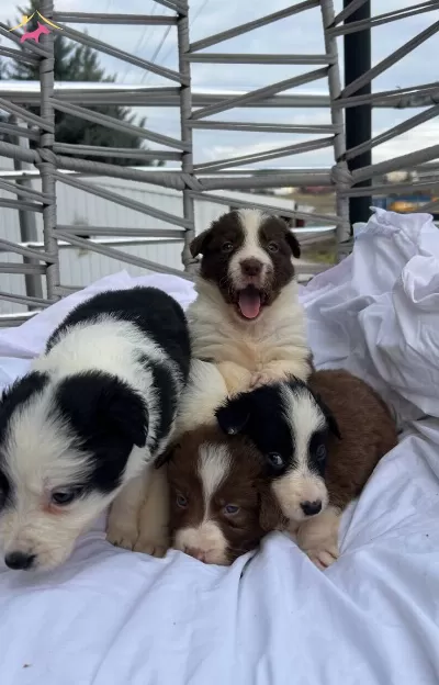 Ev Ortamında Sosyalleşen Safkan Border Collie Yavruları