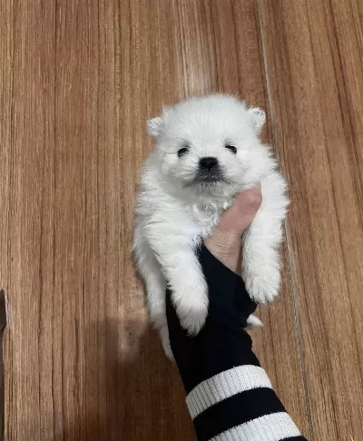 Ayı Surat Orijinal Pomeranian Yavrularım