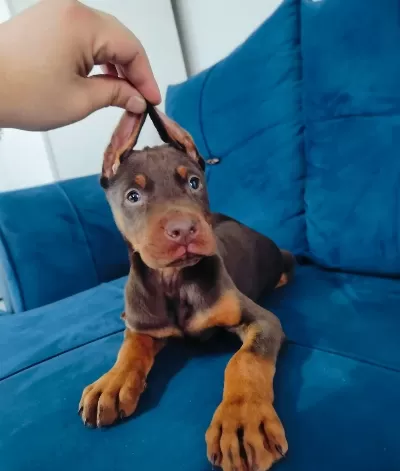Irk Garantili Saglıklı Doberman Yavruları