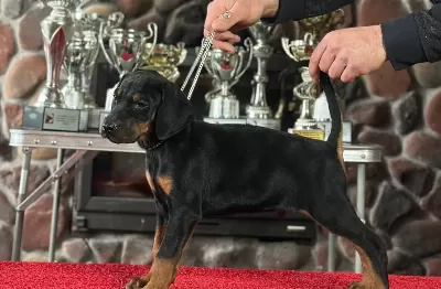 Ust Kalite Doberman Yavruları