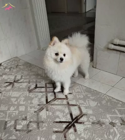 Erkek 9 Aylık Pomeranian