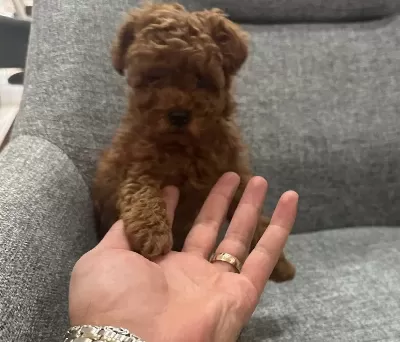 Kore Poodle Yavrumuz
