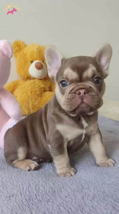 Egzotik Rojo Tan Mavis Gozlu Yavrumuz