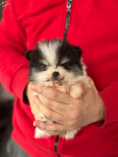 Disi Erkek Pomerian Boo Yavruları