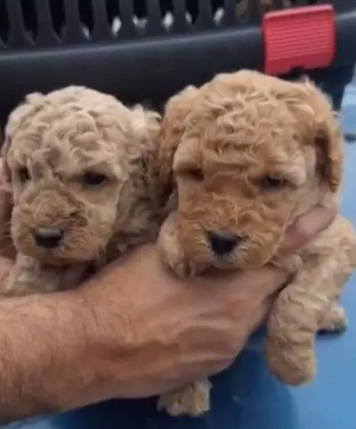 Ev Yasamına Uygun Oyuncak Gorunumlu Poodle
