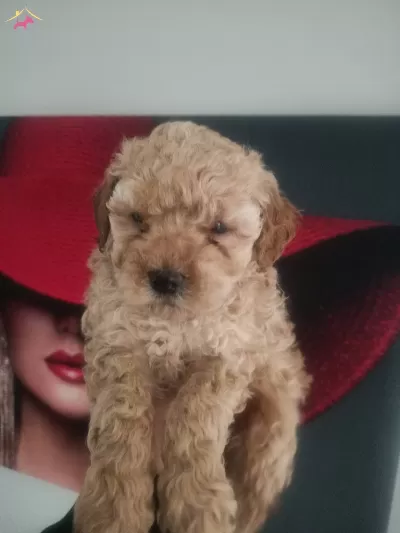 Mini Toy Poodle Yavrularımız