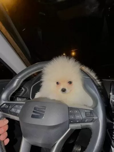 Beyaz Pelus 3 Aylık Orijinal Pomeranian Boo Yavrusu