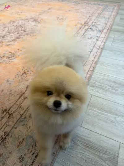 13 Aylık Full Eğitimli Orijinal Pomeranian Boo