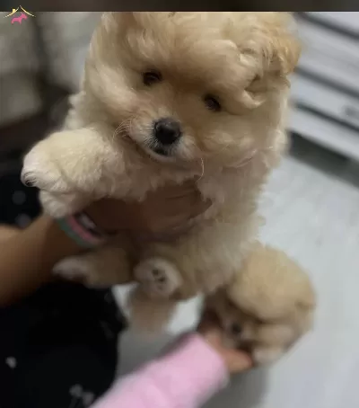 Sevgi Dolu Yuva Bekleyen Pamuk Seker Pomeranian
