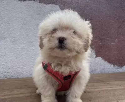 Ozel Maltipoo Bebekler