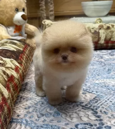 Krem Renk Teacup Pomeranian Boo
