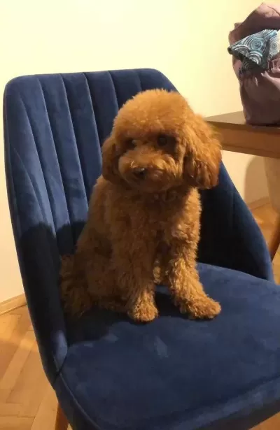 Ozel Secim Poodle Yavrularımız Ust Segment Kalite