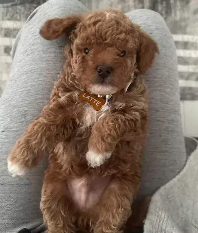 Oyuncak Suratlı Mini Boy Poodle Yavruları