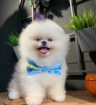 Sampiyon Soyundan Micro Cipli Pomeranian