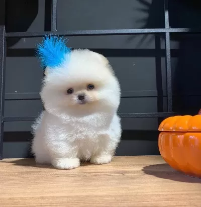 Boo Pomeranian Tuvalet Eğitimli Ve Irk Garantili