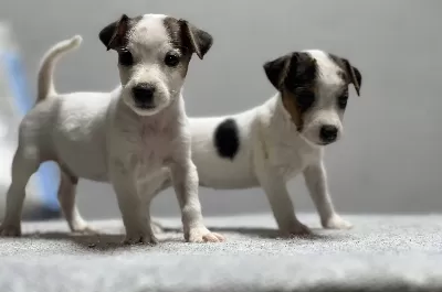 Jack Russel Yavrular Kıpır Kıpır