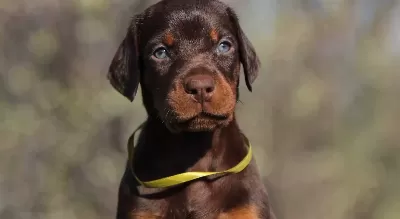 Mukemmel Gorsel Doberman Yavru