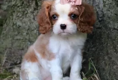 Uyumlu Ve Sosyal Cavalier King Charles Yavruları
