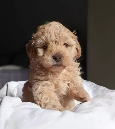 Baby Face Maltipoo Bebekler