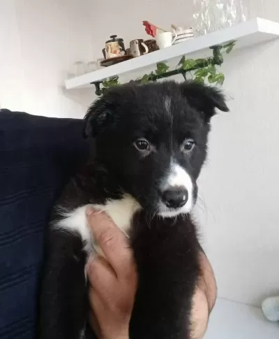 Muhteşem Maskeli A Kalite 2 Aylık Border Collie