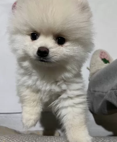 4 Aylık Ayı Surat Pomeranian Boo Yavrusu