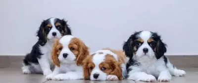 Ev Uretimi Sıfır Numara Cavalier King Charles Yavruları