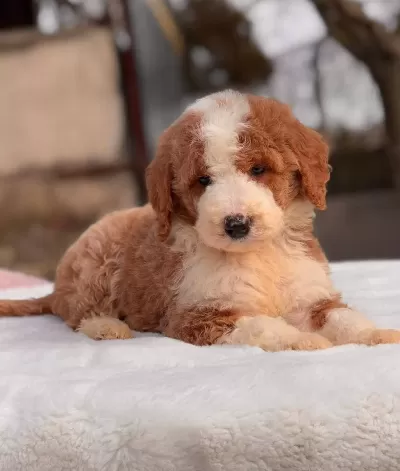 Ev Ortamına Uyumlu Sevecen Cavalier King Charles