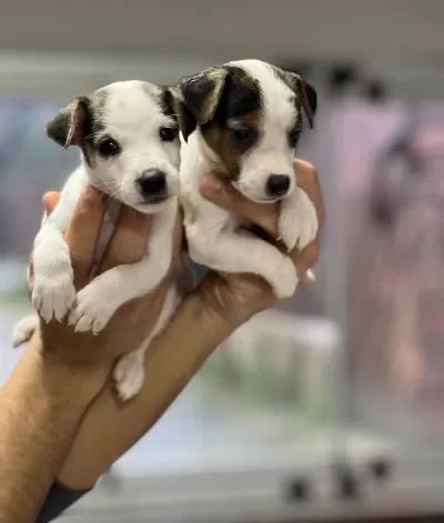 Kısa Bacak Jack Russel Bebekler