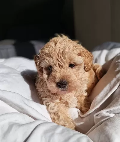 Show Kalite Maltipoo
