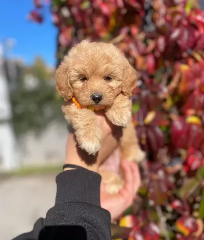 Micro Kore Poodle Yavrularımız Ile Hayatınıza Neşe Katın
