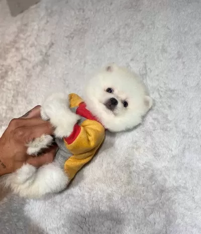 Gulumseyen Surat Teacup Pomeranian Boo Yavrusu