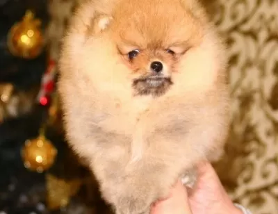 Orange Pomeranian Boo