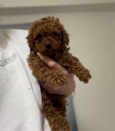 A Kalite Poodle Erkek Yavrularım