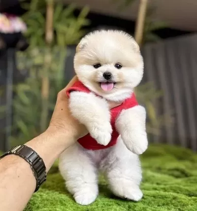 Pomeranian Boo Kopek Dunyası Icin Sosyal Ve Oyuncu Yavru