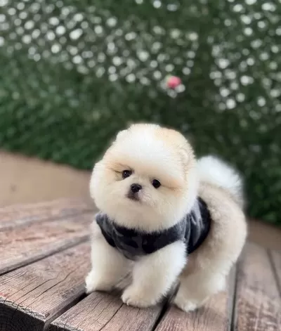 Ayıcık Surat Pomeranian Boo Yavruları