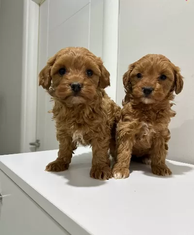 Toy Poodlye Ayarında Mini Maltipo Bebekler