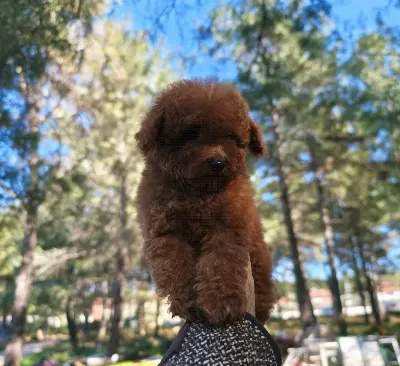 Bakanlık Onaylı Toy Poodle