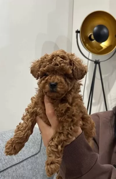 Kore Poodle Teddy Bear Surat