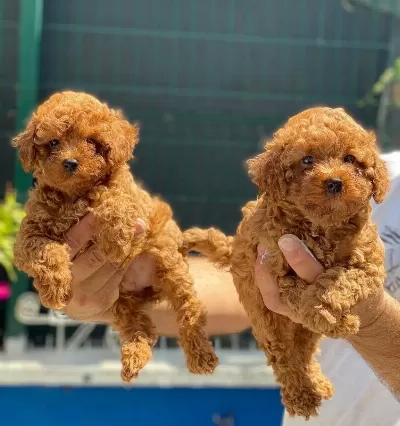 Kore Kan Red Brown Poodle Yavrularımız