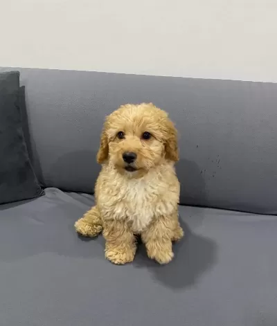 Kocaeli Kıvırcık tüy Yapılı Erkek Maltipoo