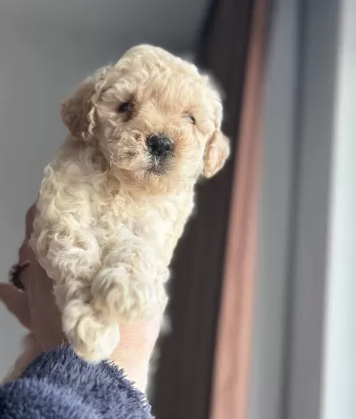 Ev Ortamında Buyuyen Oyuncu Mini Toy Poodle
