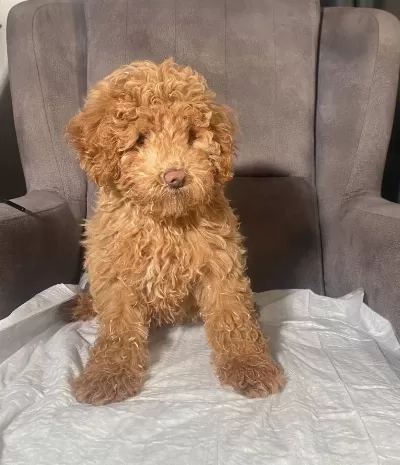 Poodle tüy Yapisinda Maltipoo Oglumuz
