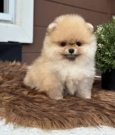 Pomeranian Uretim Ciftliginden