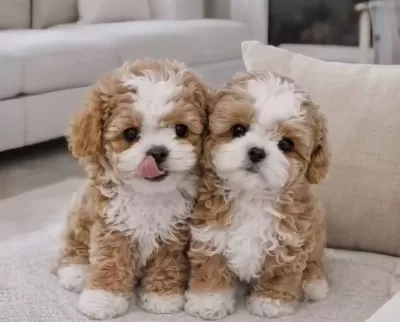 En Iyi Kore Maltipoo Yavrular