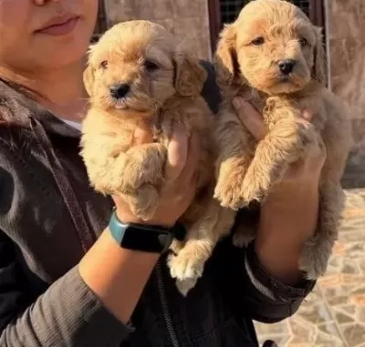 2 Aylık Kıvırcık tüy Yapılı Maltipoo Yavrular