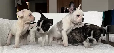 Ust Duzey Kalite French Bulldog Bebeklerim