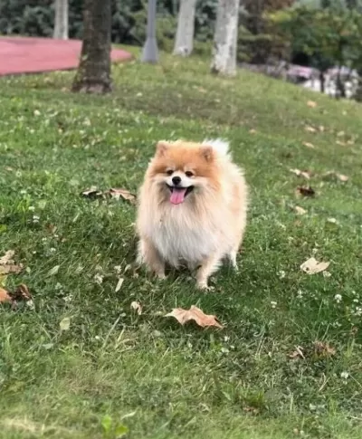 Eğitimli 18 Aylık Pomeranian Boo
